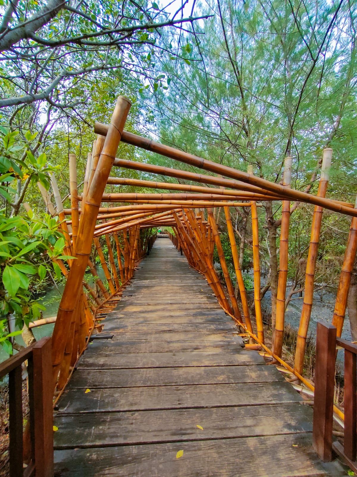 Mangrove Forest